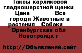 Таксы карликовой гладкошерстной щенки › Цена ­ 20 000 - Все города Животные и растения » Собаки   . Оренбургская обл.,Новотроицк г.